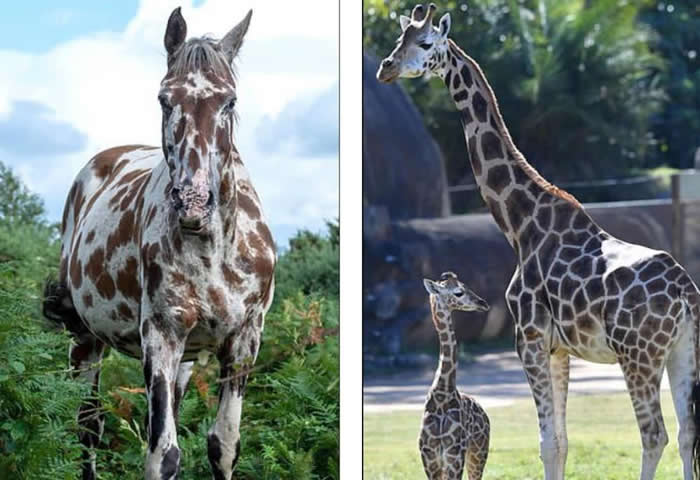 Ӣ���ϲ���ɭ�ֹ��ҹ�԰����һƥ������ɫ�ߵ����ǳ���¹����