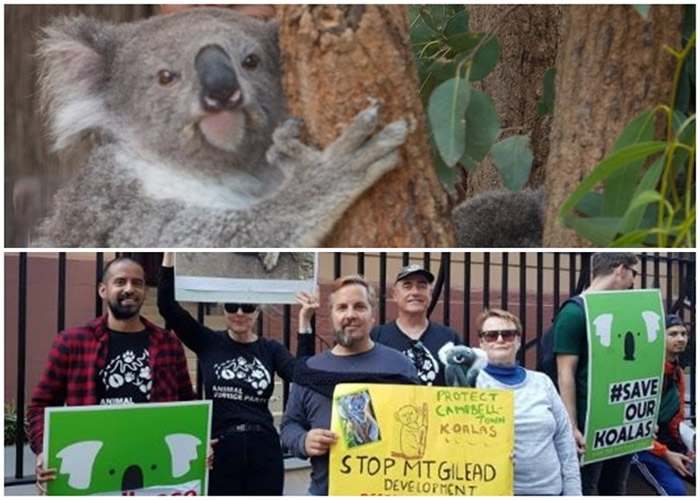 澳洲新南威尔士省的树熊数量近年大减 或在30年内灭绝