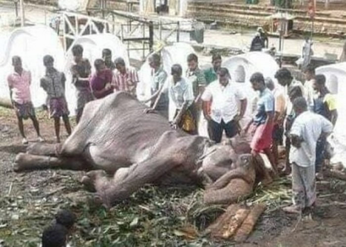 斯里兰卡70岁老象受虐倒下 当局下令调查象牙节