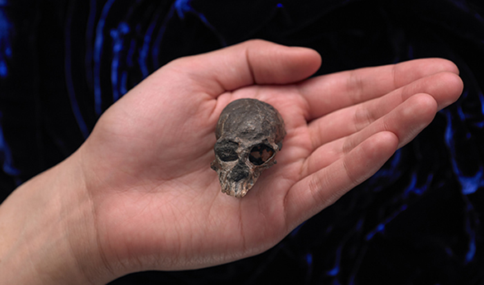 置于掌心的卡拉斯科智利猴的头骨化石。（AMNH/N. Wong and M. Ellison 供图）