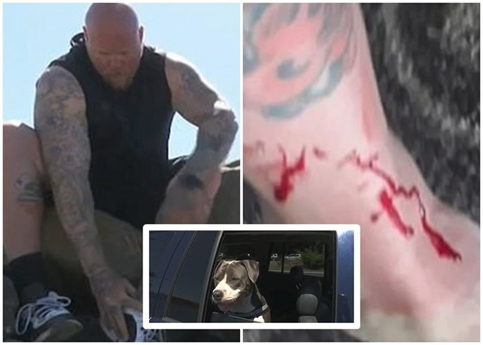 美国加州男子被钓到的七鳃鲨咬穿左脚动脉 忠心小斗牛犬勇救主人