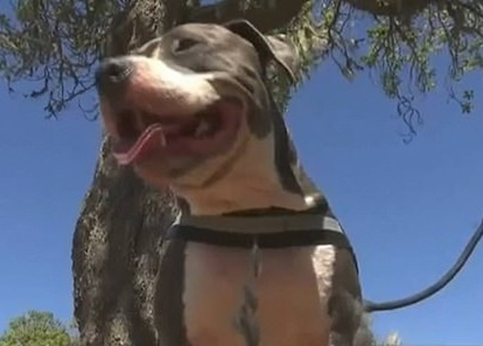 美国加州男子被钓到的七鳃鲨咬穿左脚动脉 忠心小斗牛犬勇救主人