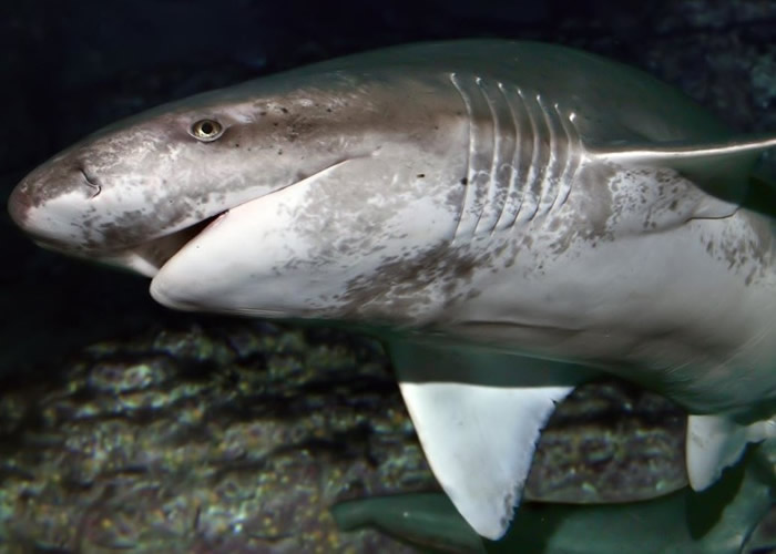 美国加州男子被钓到的七鳃鲨咬穿左脚动脉 忠心小斗牛犬勇救主人