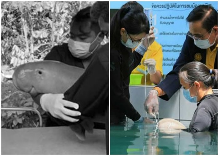 雅米尔抢救无效,本年获救的儒艮悉数死亡。