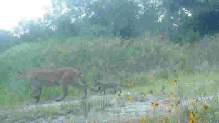 ������������ݹֲ���ȾҰ������ ��βè��ɽʨ������֫����