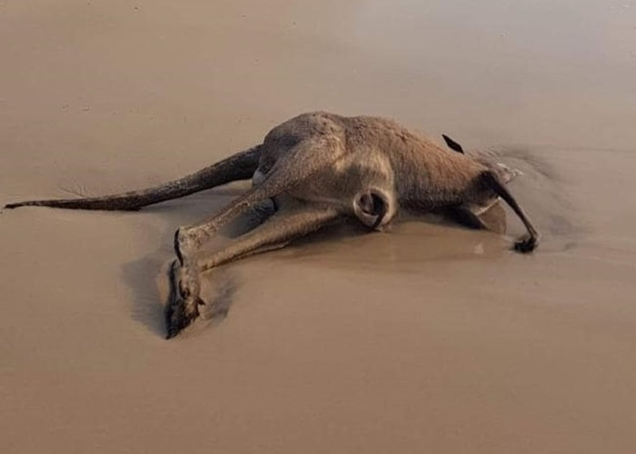 澳洲昆士兰岛屿布赖比岛发生山林大火 40只袋鼠横尸海滩