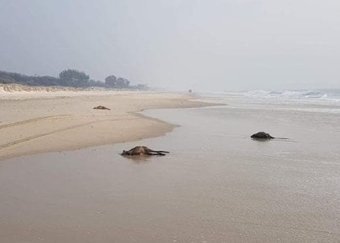 澳洲昆士兰岛屿布赖比岛发生山林大火 40只袋鼠横尸海滩