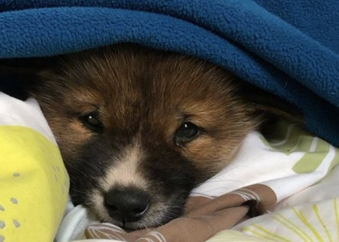 澳洲维省女子在自家后院发现一只既似狗又似狐狸的小动物 后证实是澳洲野犬