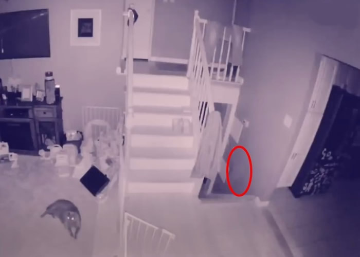 躺在旁的猫咪对白影没反应。