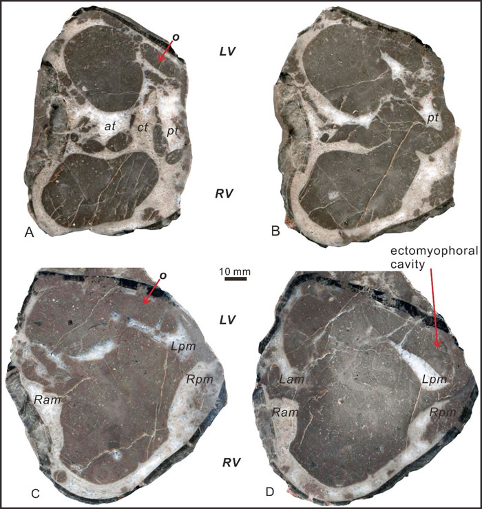 Shajia tibetica Rao et al., 2019ģ걾ǰ-ͼADλø