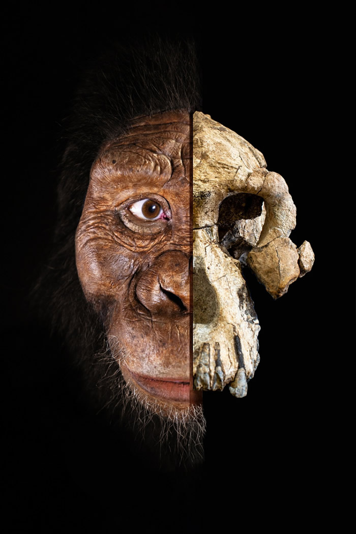 埃塞俄比亚发现380万年前古人类——湖畔南方古猿头骨化石