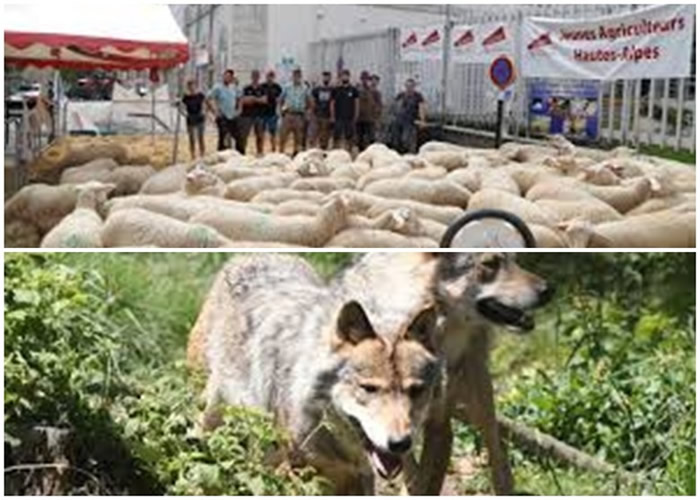 法国上阿尔卑斯省加普山区豺狼肆虐 农民堵塞警署抗议