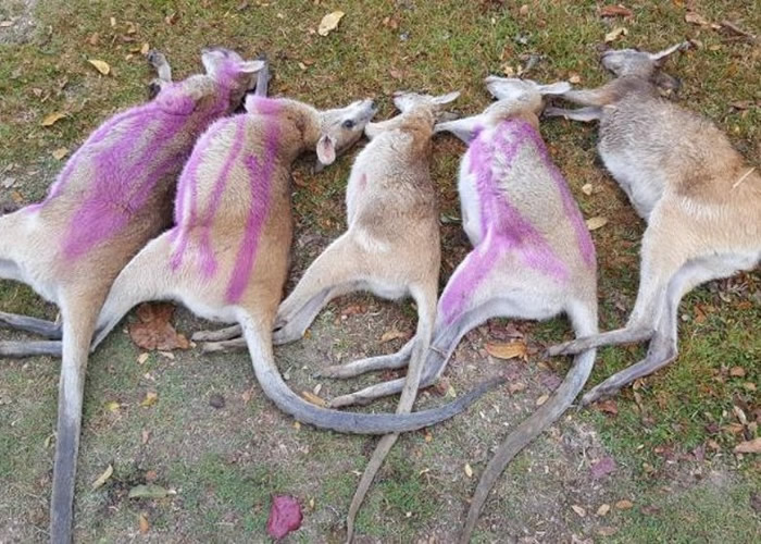 澳洲昆士兰一周内有45只小袋鼠死亡 它们眼睛变白口吐白沫