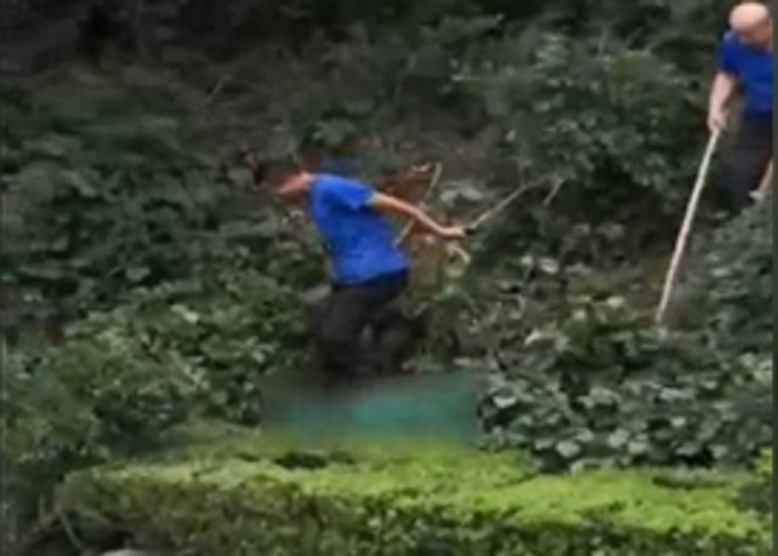 辽宁大连森林动物园野生獾被工作人员虐打致死 尸体被拖行