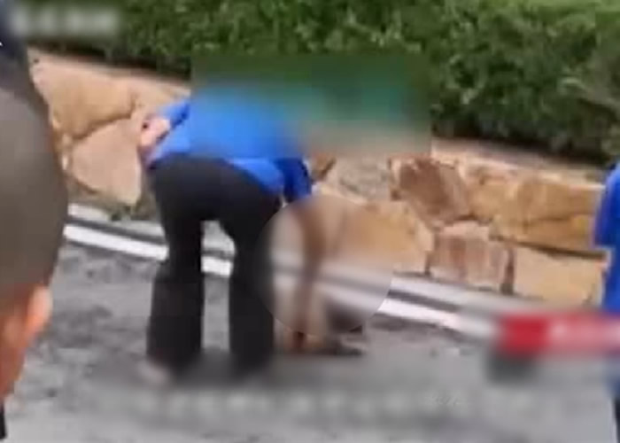 辽宁大连森林动物园野生獾被工作人员虐打致死 尸体被拖行