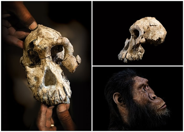 埃塞俄比亚出土380万年前湖畔种南方古猿头骨化石 或有助填补人类进化史中的断层