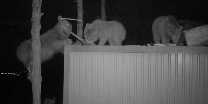 土耳其养蜂场夜半常被野熊母子偷吃蜂蜜 场主灵机一动蜂蜜竟爆卖到缺货