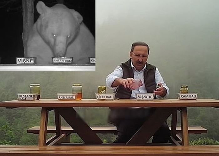 熊频频偷食蜂蜜 土耳其蜂农索性“聘”为试食专员