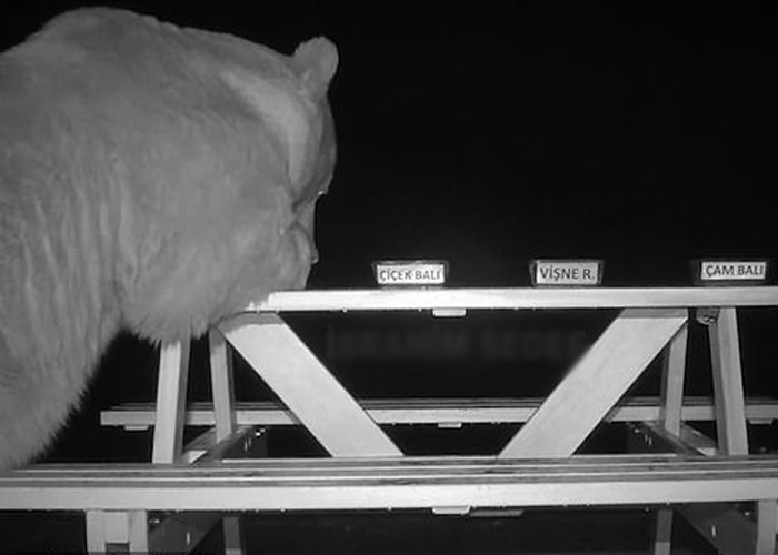 熊频频偷食蜂蜜 土耳其蜂农索性“聘”为试食专员