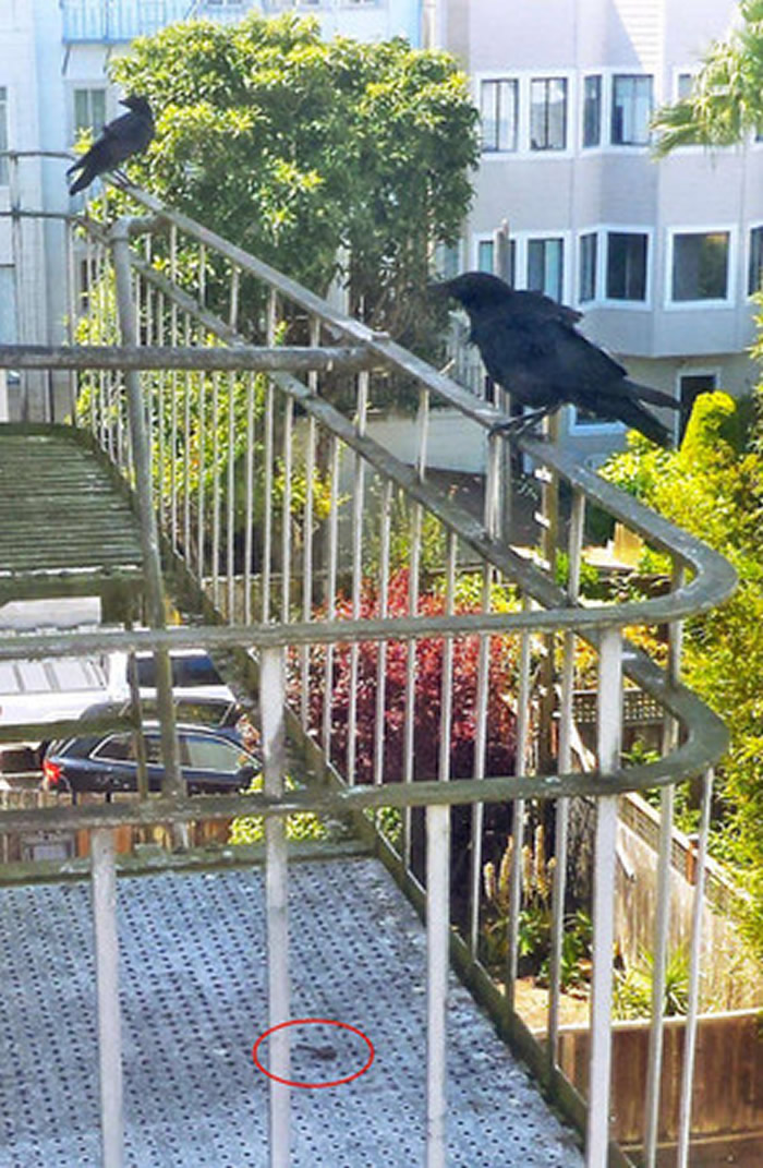 美国旧金山女子经常喂食乌鸦 每天都能收到乌鸦带来的“小礼物”
