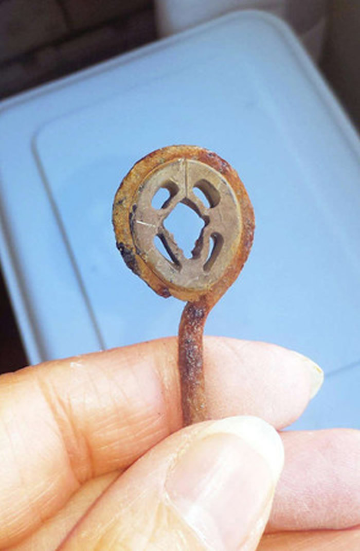 美国旧金山女子经常喂食乌鸦 每天都能收到乌鸦带来的“小礼物”