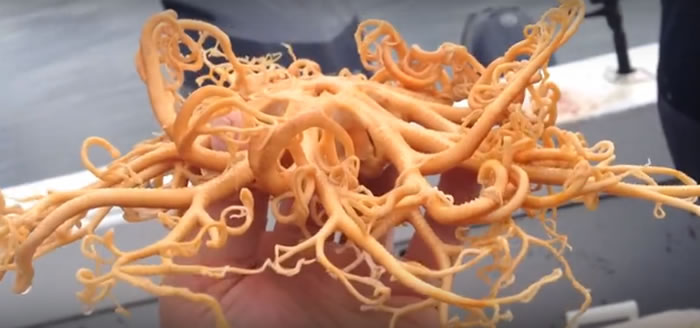 �����ڰ���˹�Ӻ�������һ������ʮֻ���ǵġ������ˡ��������ں��׵ļ�Ƥ��������β������