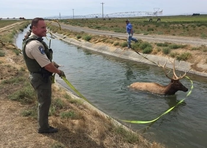 美国华盛顿州富兰克林县麋鹿不慎掉进水渠 救援人员合力营救成功