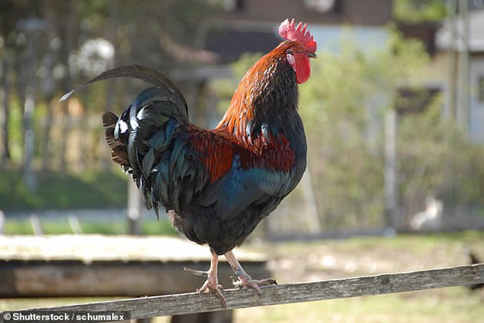 澳洲老妇人到鸡舍取蛋时被公鸡啄了一口 竟流血过多不治身亡