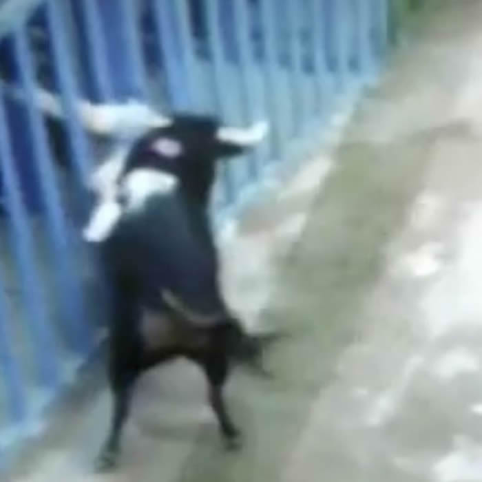 西班牙巴伦西亚奔牛活动男子遭恐怖公牛狂撞几乎断头惨死