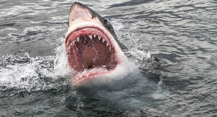大白鲨因不明原因从南非开普敦附近的福尔斯湾消失