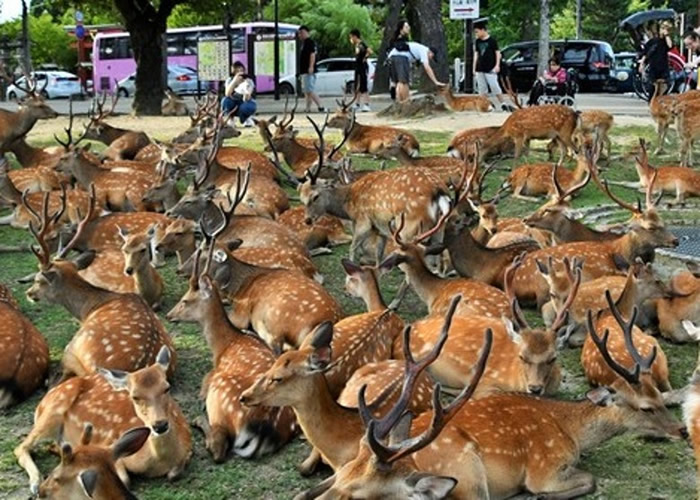 日本奈良市国立博物馆新馆前逾百只鹿打瞌睡 原因不明