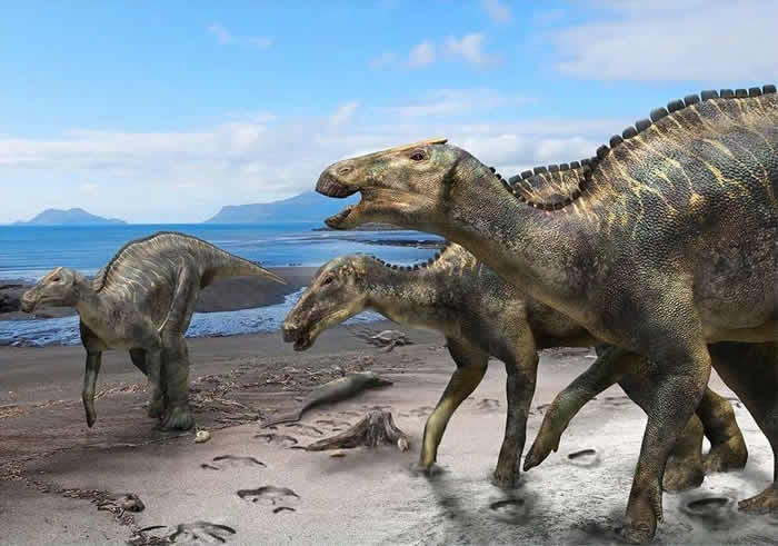 ձHakobuchiز㺣зѼKamuysaurus japonicus