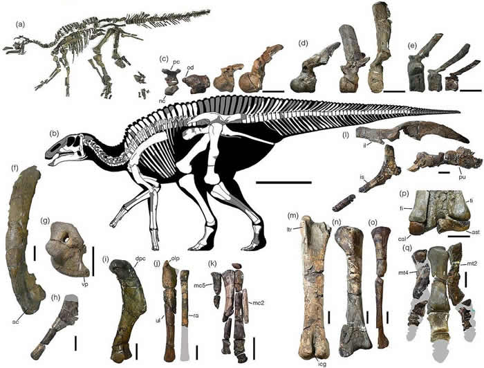 ձHakobuchiز㺣зѼKamuysaurus japonicus