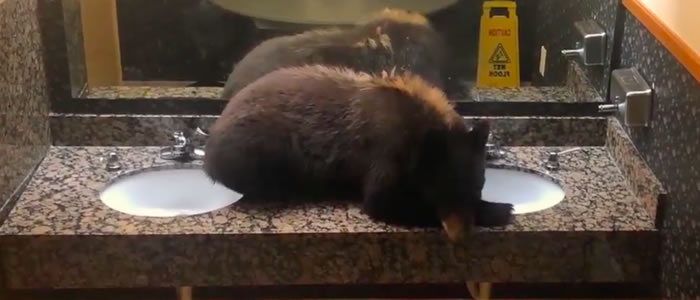 �����ɴ�����һֻС���ھƵ�ˮ������˯