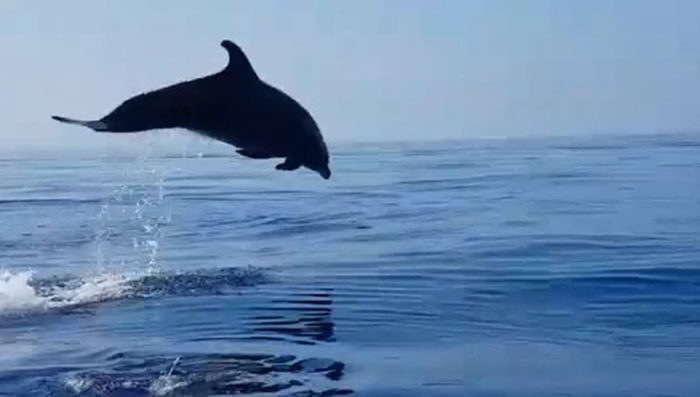 海豚宝宝被渔网缠住获意大利渔民解救 海豚妈妈不停地在海面翻滚跳跃表达谢意