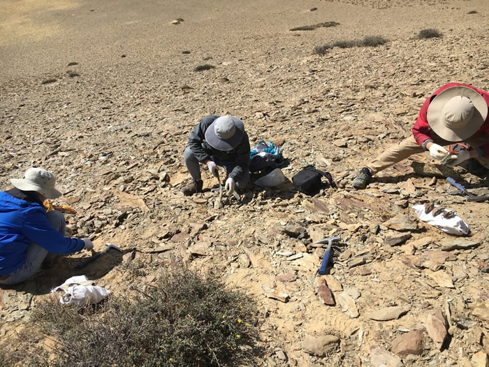 �ƿ���Ա�������ٰ��زɼ������ͻ�ʯ