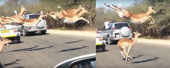 �Ϸǿ�³����ҹ�԰��·��һȺ�����Խ���� ԭ�������Ա�׷ɱ