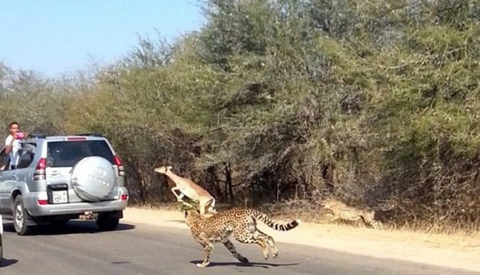 �Ϸǿ�³����ҹ�԰��·��һȺ�����Խ���� ԭ�������Ա�׷ɱ