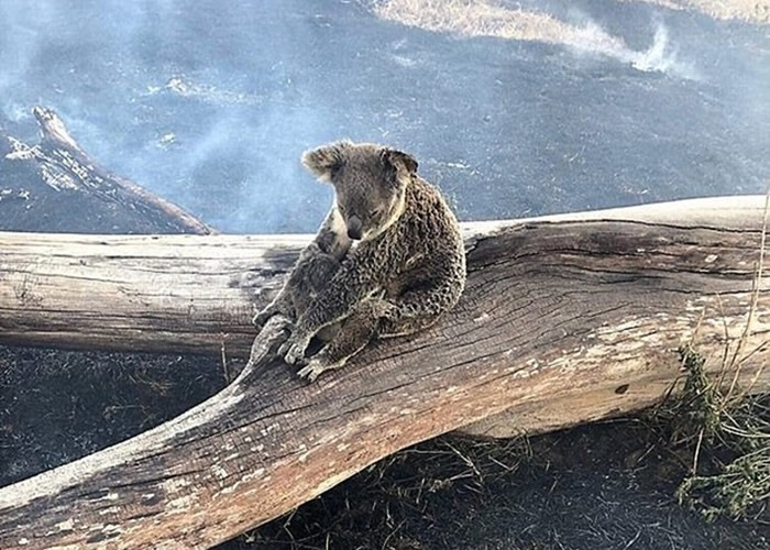 澳洲昆士兰省69处火头延烧 母树熊以身护子获救