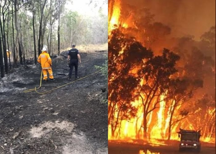 澳洲昆士兰省69处火头延烧 母树熊以身护子获救