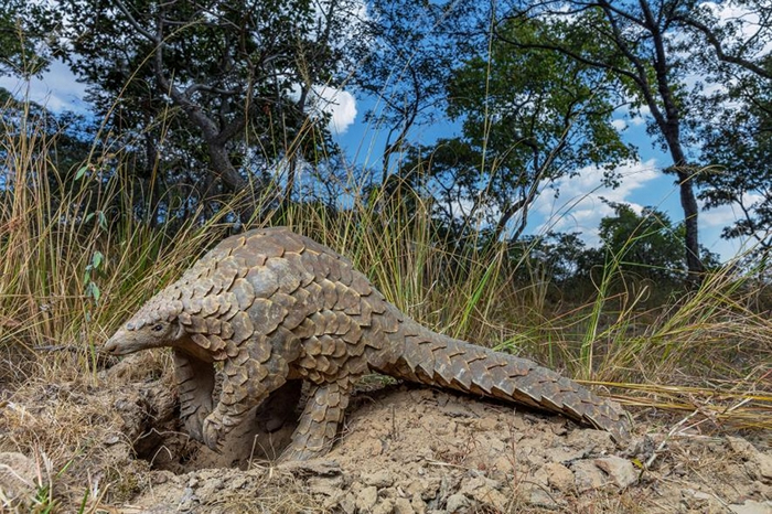 穿山甲看起来就像长满鳞片的食蚁兽,牠们因为可用于传统中药而受人垂涎。 PHOTOGRAPH BY BRENT STIRTON, GETTY/NATIONAL G