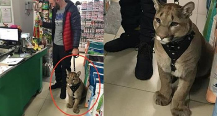 ����˹����꾪������ʨ��������