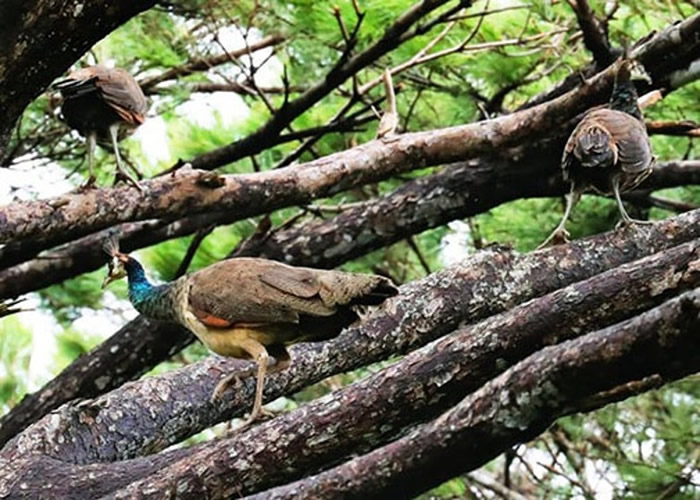 日本冲绳宫古岛上印度孔雀泛滥 对当地濒危物种、农作物造成威胁