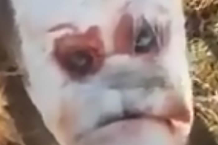 阿根廷北部小村庄诞生“恐怖小丑脸”小牛引恐慌