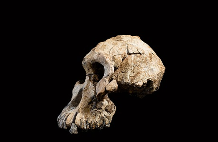 人类祖先换人了？埃塞俄比亚挖出380万年前南方古猿湖畔种头骨化石