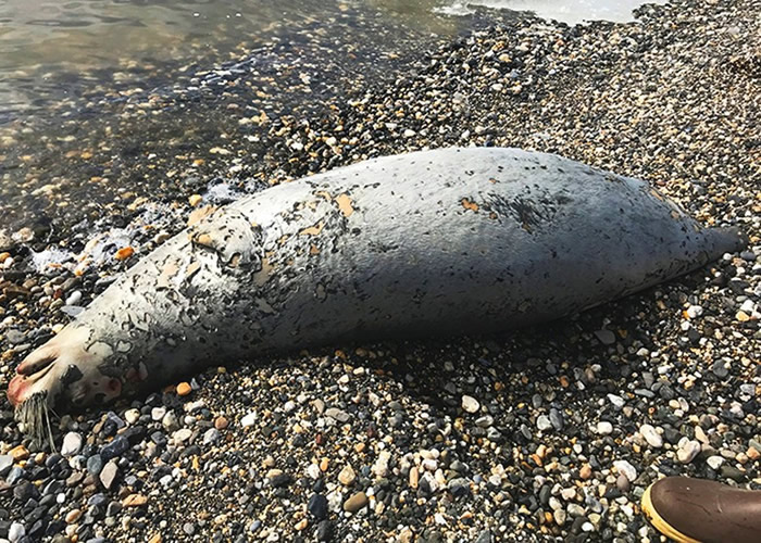 ��������˹����282ֻ��ʨ��ʬ�����������