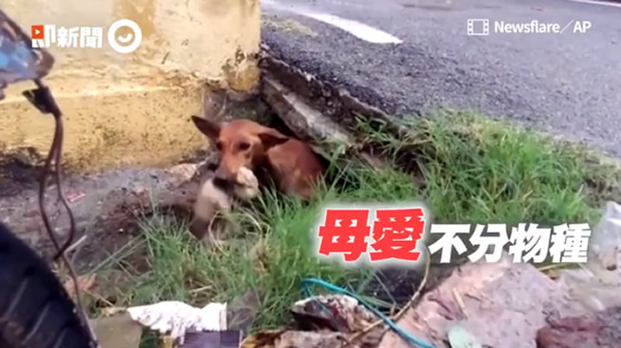 印度暴雨成灾 骨瘦如柴狗妈妈为救5只小狗钻狭缝抢命