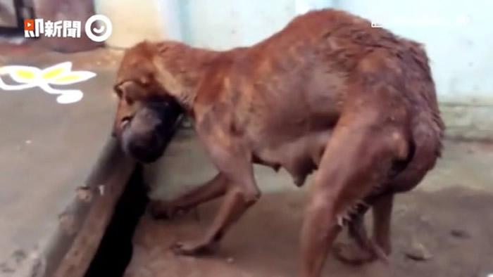 印度暴雨成灾 骨瘦如柴狗妈妈为救5只小狗钻狭缝抢命