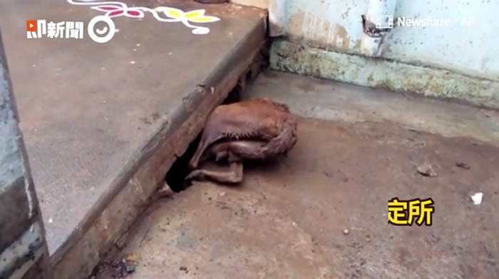 印度暴雨成灾 骨瘦如柴狗妈妈为救5只小狗钻狭缝抢命