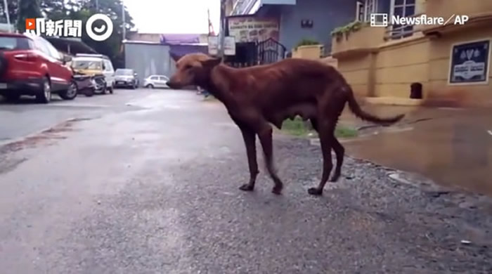 印度暴雨成灾 骨瘦如柴狗妈妈为救5只小狗钻狭缝抢命